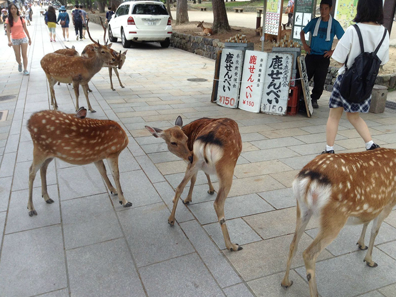 日本旅游